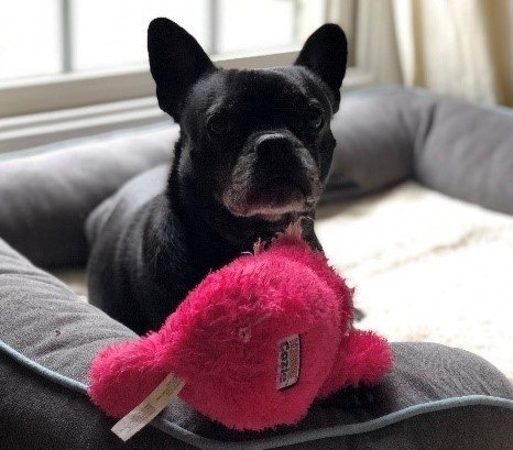 A dog lying on a blanket Description automatically generated