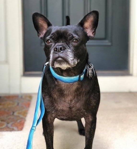 A small dog looking at the camera Description automatically generated
