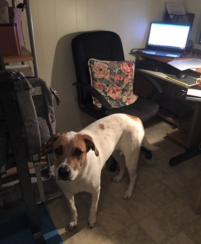 A dog standing in a room Description automatically generated