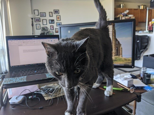 A cat sitting on top of a desk  Description automatically generated