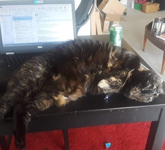 A cat lying on the keyboard of a computer  Description automatically generated