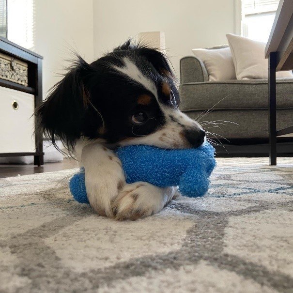 A dog lying on a rug Description automatically generated
