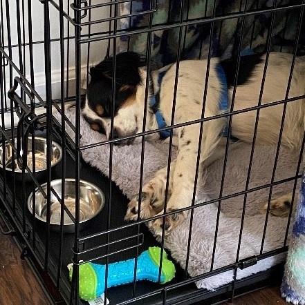 A dog in a cage Description automatically generated