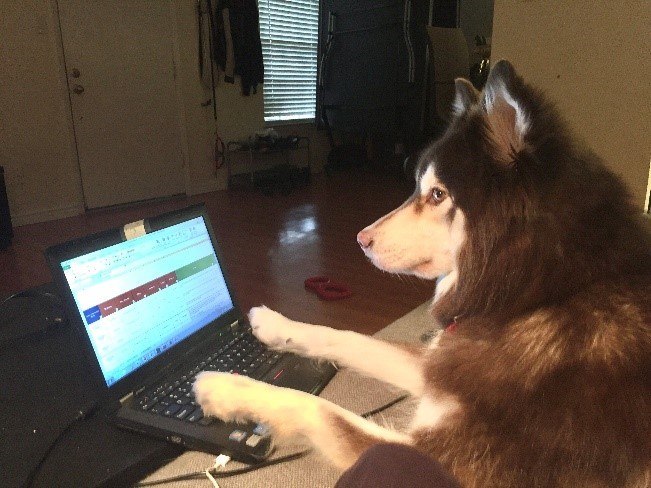 A dog sitting in front of a computer  Description automatically generated