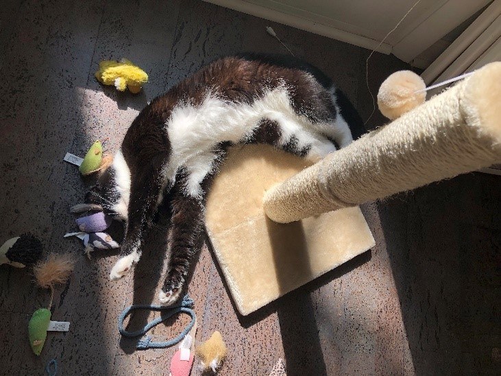 A cat lying on a rug Description automatically generated