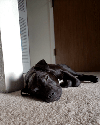A photo of Caitlin's dog as a puppy, laying on the floor.