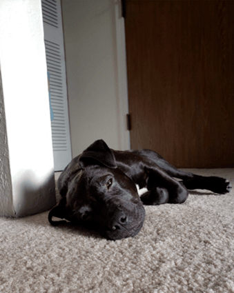 A Caitlin's dog as a puppy, laying on the floor.